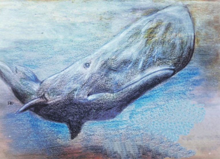 Рисунок Николая Калиниченко. Кашалот обитает у поверхности воды, но способен нырять в придонные глубины