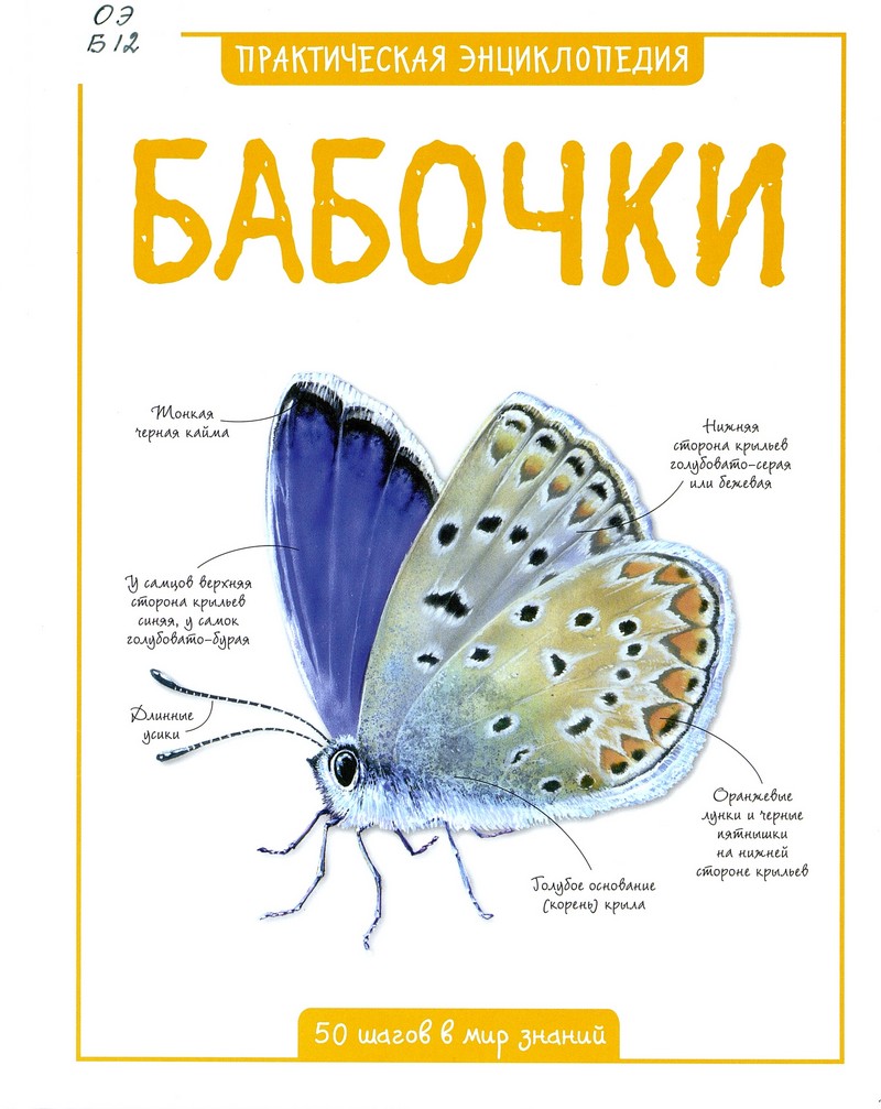 Бабочки : 50 шагов в мир знаний : справочное издание