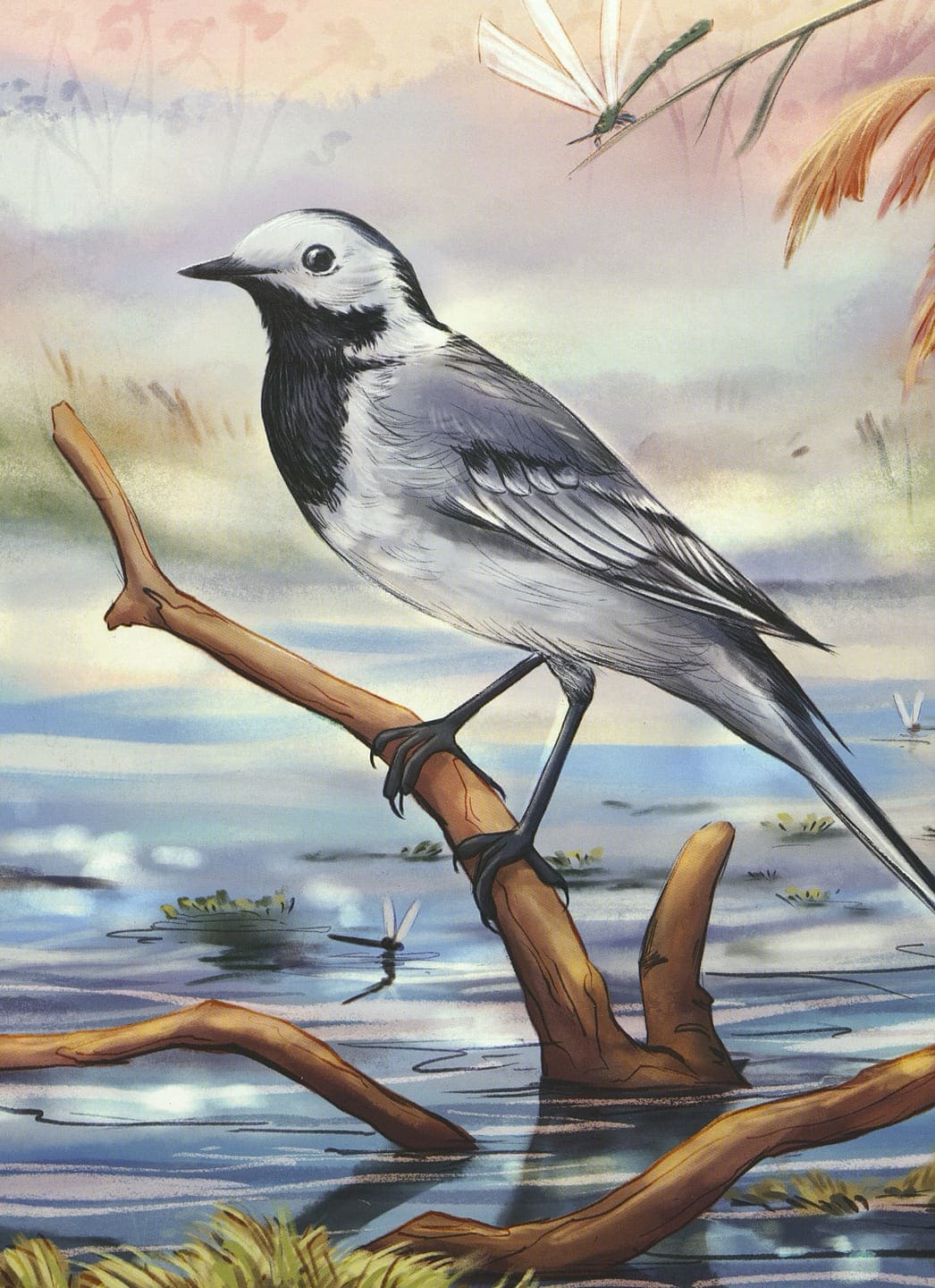 Евгения Гармс. Птичий блог, или Когда твой папа – орнитолог