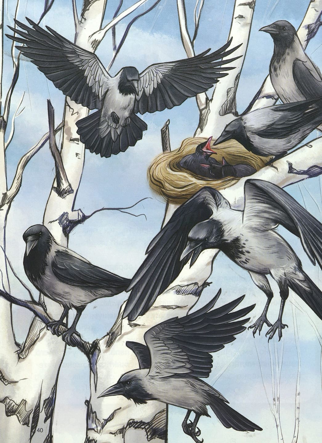 Евгения Гармс. Птичий блог, или Когда твой папа – орнитолог