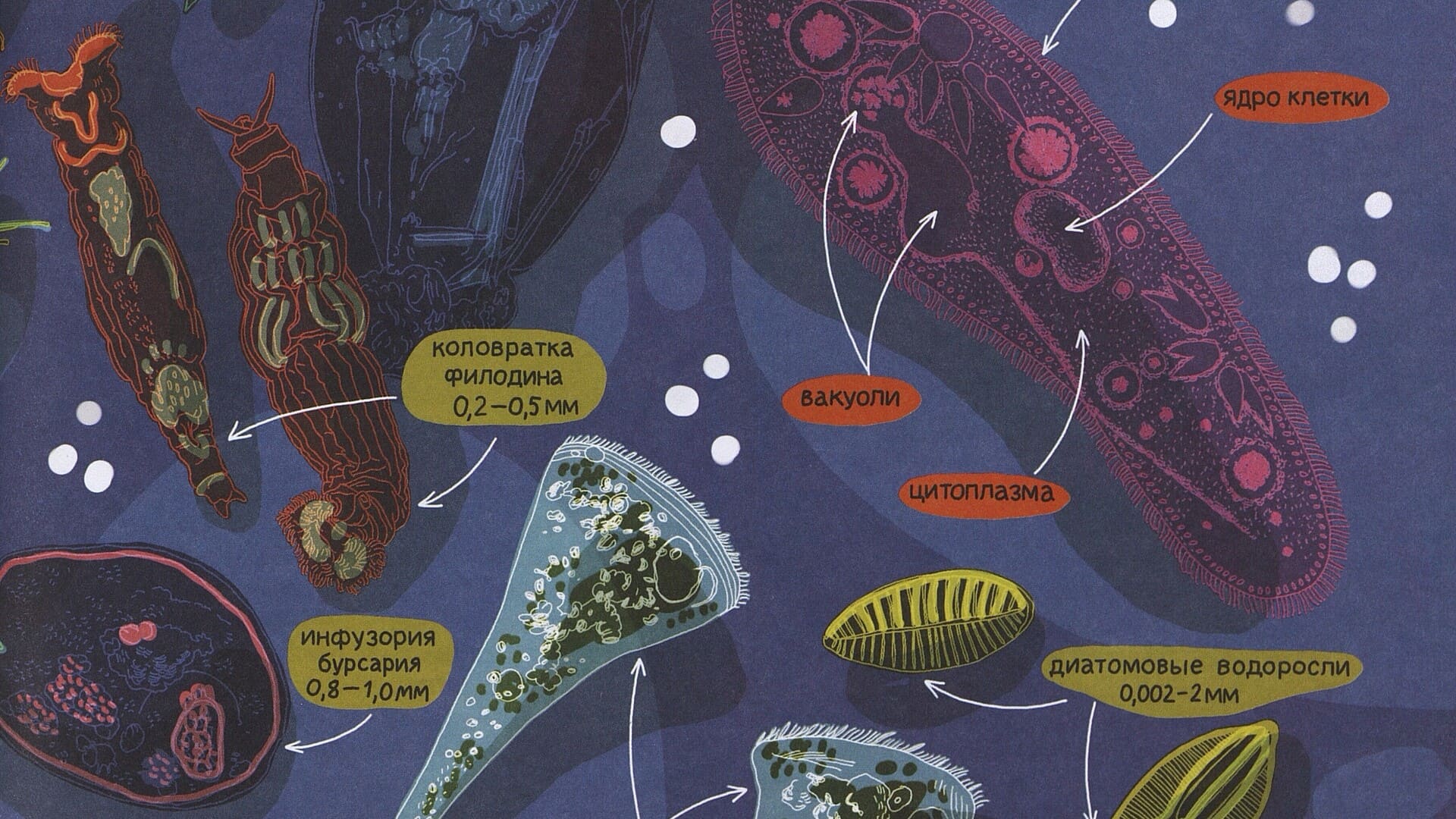 Волчок Анастасия. Мир биолога Мечникова